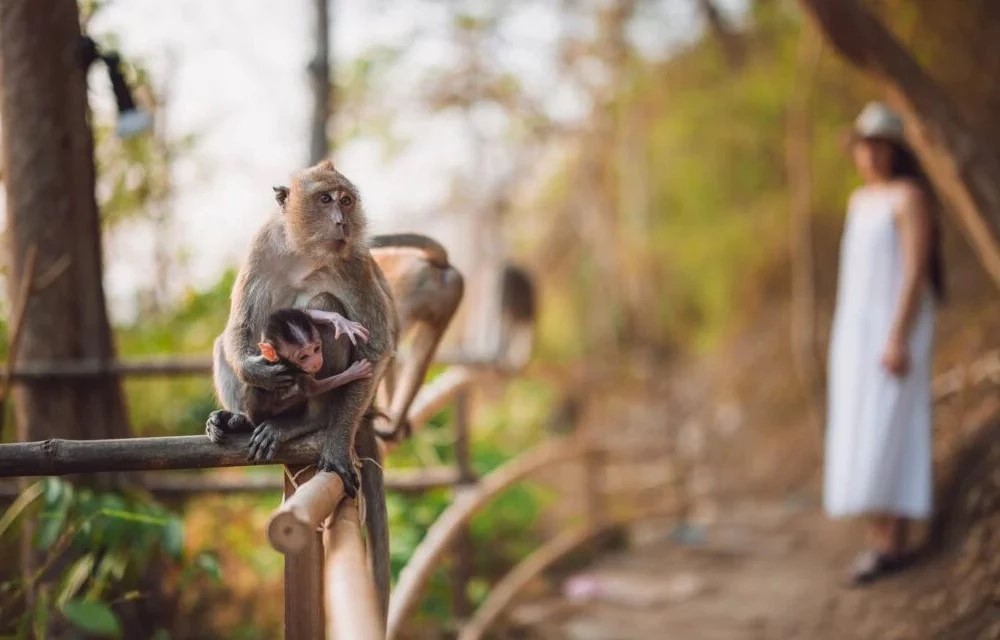 Monkey Trail in Phi Phi Island Pictures
